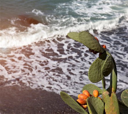 simsearch:6122-07705418,k - Cactus plant growing on beach Foto de stock - Sin royalties Premium, Código: 6122-07704647