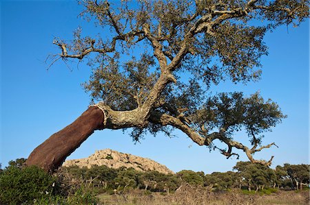 simsearch:649-03817178,k - Stripped cork tree in rural field Fotografie stock - Premium Royalty-Free, Codice: 6122-07704601
