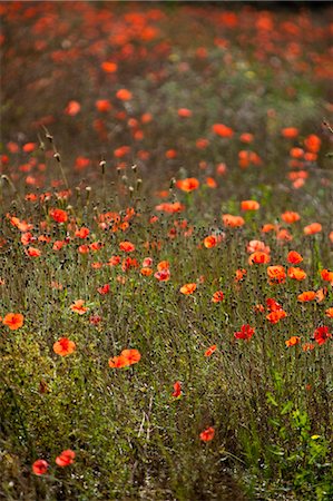 fields of siena - Wildflowers growing in rural field Stock Photo - Premium Royalty-Free, Code: 6122-07704756