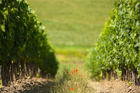 simsearch:6122-07705418,k - Wildflowers growing between vines Foto de stock - Sin royalties Premium, Código: 6122-07704758