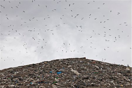 simsearch:649-05821514,k - Birds circling garbage collection center Foto de stock - Royalty Free Premium, Número: 6122-07704719