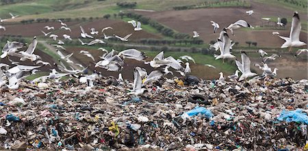 Birds circling garbage collection center Foto de stock - Sin royalties Premium, Código: 6122-07704739