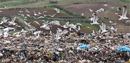 pollution - Birds circling garbage collection center Foto de stock - Sin royalties Premium, Código: 6122-07704739