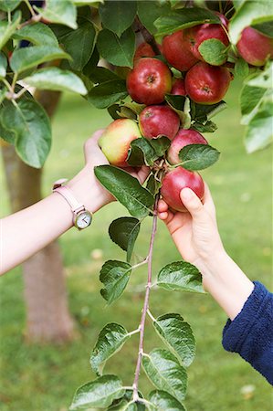 simsearch:649-05949489,k - Children picking fruit from tree Fotografie stock - Premium Royalty-Free, Codice: 6122-07704850