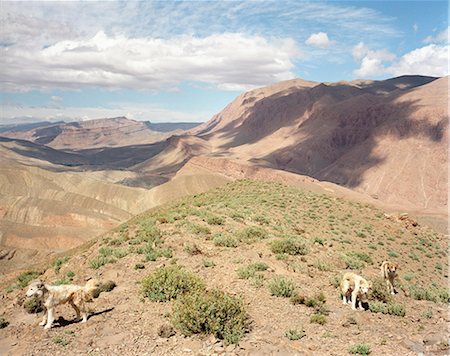 Sheepdogs on dry mountaintop Photographie de stock - Premium Libres de Droits, Code: 6122-07705238