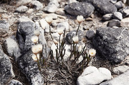 simsearch:6122-07705418,k - Close up of flowers growing in rocks Foto de stock - Sin royalties Premium, Código: 6122-07705413