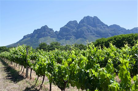 Trees growing in rural vineyard Stock Photo - Premium Royalty-Free, Code: 6122-07705416