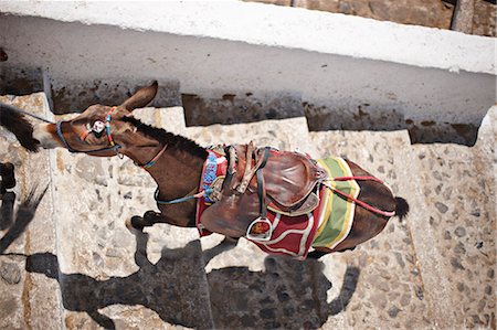 Horse with saddle climbing staircase Stock Photo - Premium Royalty-Free, Code: 6122-07705979