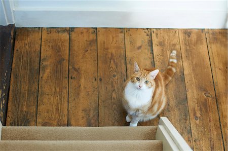 staircase top view - Cat sitting at bottom of stairs Foto de stock - Sin royalties Premium, Código: 6122-07706018