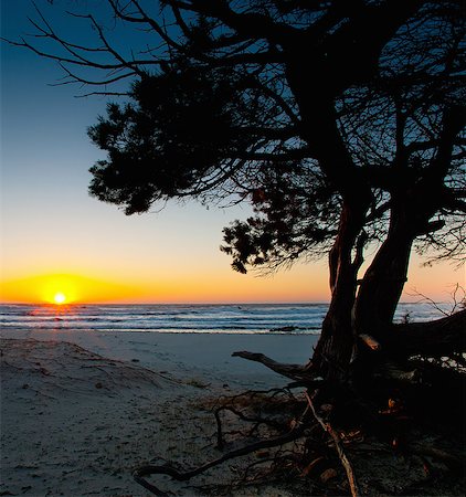 simsearch:6113-07160360,k - Tree growing on beach at sunrise Photographie de stock - Premium Libres de Droits, Code: 6122-07706114