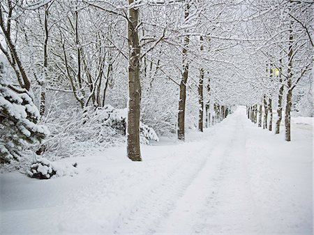 simsearch:6122-07693223,k - Trees and road in snowy landscape Foto de stock - Sin royalties Premium, Código: 6122-07706496