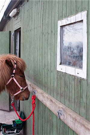 Horse tied to stable Stock Photo - Premium Royalty-Free, Code: 6122-07706523