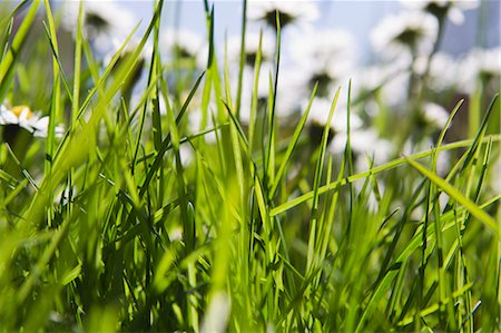 simsearch:6122-08229439,k - Close up of blades of grass in field Foto de stock - Sin royalties Premium, Código: 6122-07706690