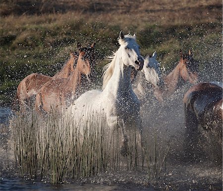 five animals - Horses running through water Stock Photo - Premium Royalty-Free, Code: 6122-07706910