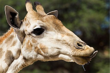 Giraffe, close up Foto de stock - Sin royalties Premium, Código: 6122-08212346