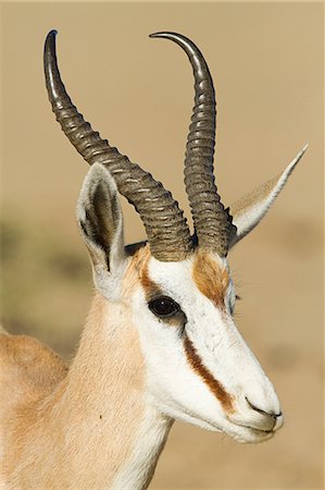springboks animal heads - Springbok, portrait Stock Photo - Premium Royalty-Free, Code: 6122-08212349