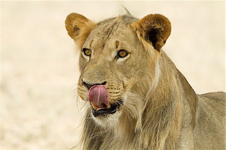African lion, headshot Foto de stock - Sin royalties Premium, Código: 6122-08212365