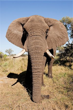 simsearch:6118-09076655,k - Female African Elephant, head on, Botswana, Africa Stock Photo - Premium Royalty-Free, Code: 6122-08212580