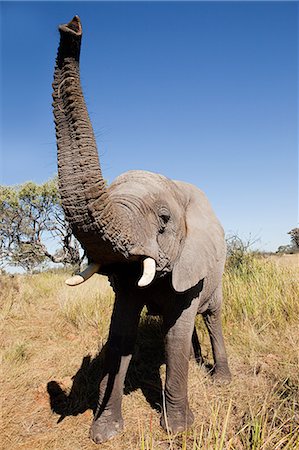 simsearch:6118-09076655,k - Female African Elephant, head on, Botswana, Africa Stock Photo - Premium Royalty-Free, Code: 6122-08212582