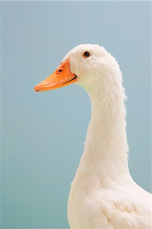 Close up of duck, studio shot Photographie de stock - Premium Libres de Droits, Code: 6122-08212616