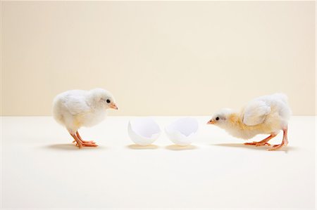Two chicks looking at egg shell, studio shot Photographie de stock - Premium Libres de Droits, Code: 6122-08212618