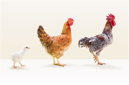 Rooster and hen standing with chick in studio Stock Photo - Premium Royalty-Free, Code: 6122-08212619