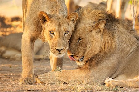 Two male lions in Zimbabwe Photographie de stock - Premium Libres de Droits, Code: 6122-08212787