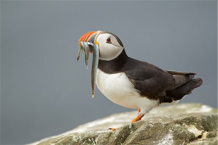 farne - Puffin with fish, Farne Islands, Northumberland, UK Stock Photo - Premium Royalty-Free, Code: 6122-08212808
