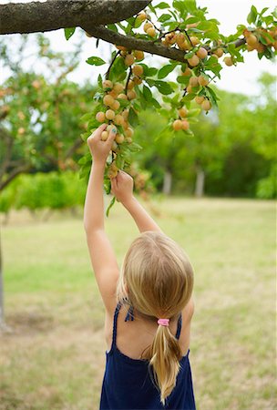 ripening - Girl picking fruit off tree Stock Photo - Premium Royalty-Free, Code: 6122-08229464