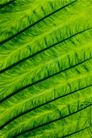 simsearch:649-07063989,k - Close up of veins in leaf Stock Photo - Premium Royalty-Free, Code: 6122-08229793