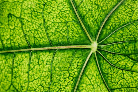 phuket - Close up of veins in leaf Foto de stock - Sin royalties Premium, Código: 6122-08229791