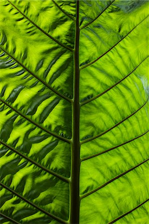 simsearch:6113-07542399,k - Close up of veins in leaf Foto de stock - Sin royalties Premium, Código: 6122-08229792