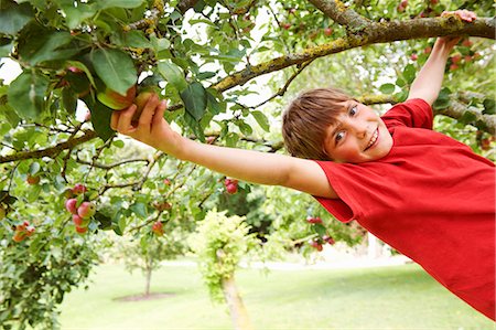 Smiling boy climbing fruit tree Stock Photo - Premium Royalty-Free, Code: 6122-08229854