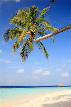 simsearch:649-06432689,k - Palm tree growing over tropical beach Stockbilder - Premium RF Lizenzfrei, Bildnummer: 6122-08229910