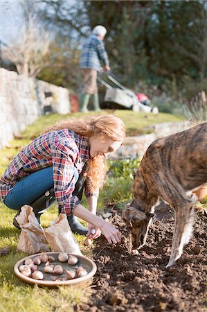 Woman with dog gardening planting bulbs in dirt in autumn garden Stock Photo - Premium Royalty-Free, Code: 6124-08820760