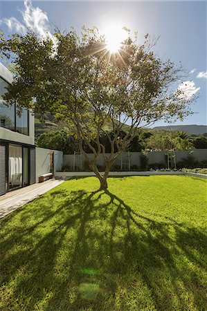 Tranquil sunshine behind tree casting shadow in grass Stock Photo - Premium Royalty-Free, Code: 6124-08907870