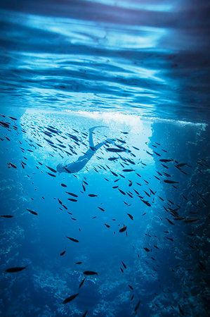 Woman snorkeling underwater among fish, Vava'u, Tonga, Pacific Ocean Stock Photo - Premium Royalty-Free, Code: 6124-09188650