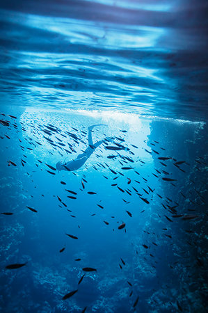 simsearch:614-08870621,k - Woman snorkeling underwater among fish, Vava'u, Tonga, Pacific Ocean Stockbilder - Premium RF Lizenzfrei, Bildnummer: 6124-09188650