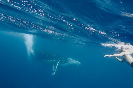 simsearch:6124-09188655,k - Man swimming near humpback whale, Vava'u, Tonga, Pacific Ocean Foto de stock - Royalty Free Premium, Número: 6124-09188651