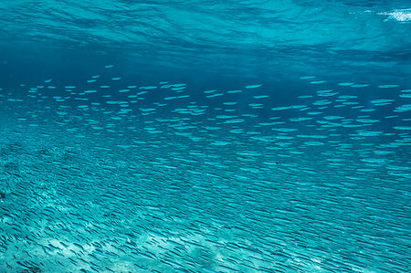 simsearch:6102-03905629,k - School of fish swimming underwater in blue ocean, Vava'u, Tonga, Pacific Ocean Stock Photo - Premium Royalty-Free, Code: 6124-09188678