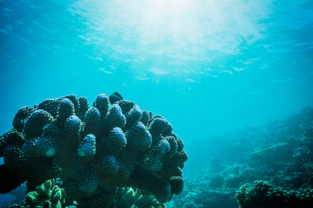 simsearch:6124-09188670,k - Sun shining over tropical underwater ocean reef, Vava'u, Tonga, Pacific Ocean Photographie de stock - Premium Libres de Droits, Code: 6124-09188688