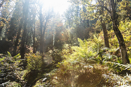 Sunny trees and ferns in idyllic forest, Supi Bageshwar, Uttarakhand, Indian Himalayan Foothills Photographie de stock - Premium Libres de Droits, Code: 6124-09188696