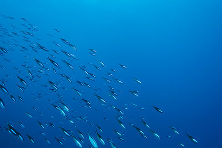 simsearch:649-09206522,k - School of fish swimming underwater in blue ocean, Vava'u, Tonga, Pacific Ocean Stock Photo - Premium Royalty-Free, Code: 6124-09188708