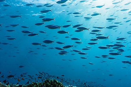 simsearch:841-08101808,k - School of tropical fish swimming underwater in blue ocean, Vava'u, Tonga, Pacific Ocean Stock Photo - Premium Royalty-Free, Code: 6124-09188711