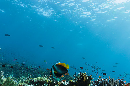 school of fish in water - Tropical fish swimming underwater among reef in idyllic ocean, Vava'u, Tonga, Pacific Ocean Stock Photo - Premium Royalty-Free, Code: 6124-09188716