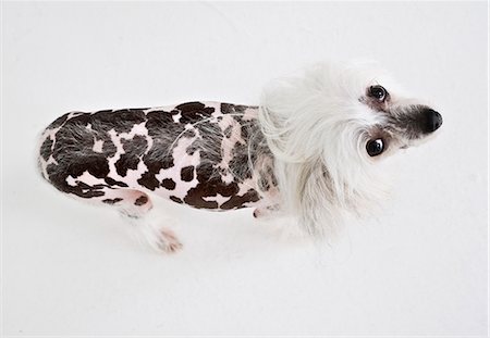 Chinese crested dog viewed from above Photographie de stock - Premium Libres de Droits, Code: 6126-08580389