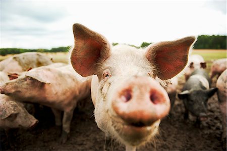 Enkoping, Sodermanland, Sweden, Pigs in farm Photographie de stock - Premium Libres de Droits, Code: 6126-08580430