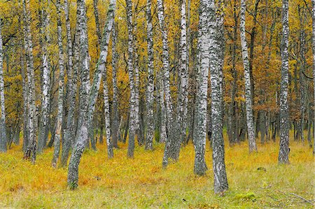 Sweden, Oland, Ottenby, Birch trees Photographie de stock - Premium Libres de Droits, Code: 6126-08580806