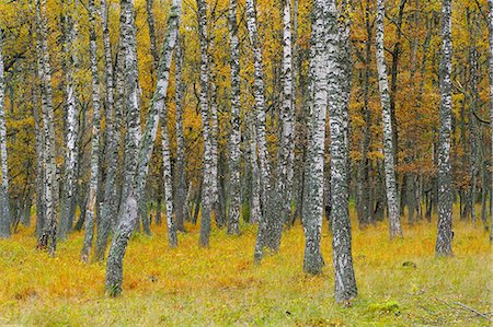 Sweden, Oland, Ottenby, Birch trees Foto de stock - Royalty Free Premium, Número: 6126-08580806