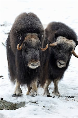 Sweden, Halsingland, Jarvso, Two bisons in zoo Foto de stock - Sin royalties Premium, Código: 6126-08580810